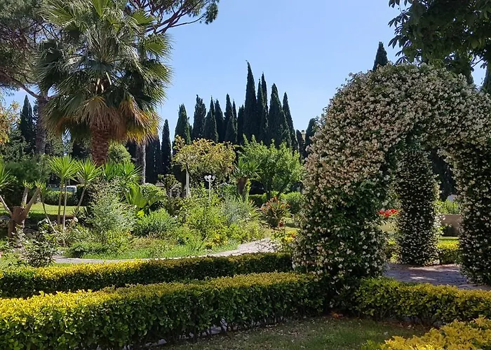 Oasis *